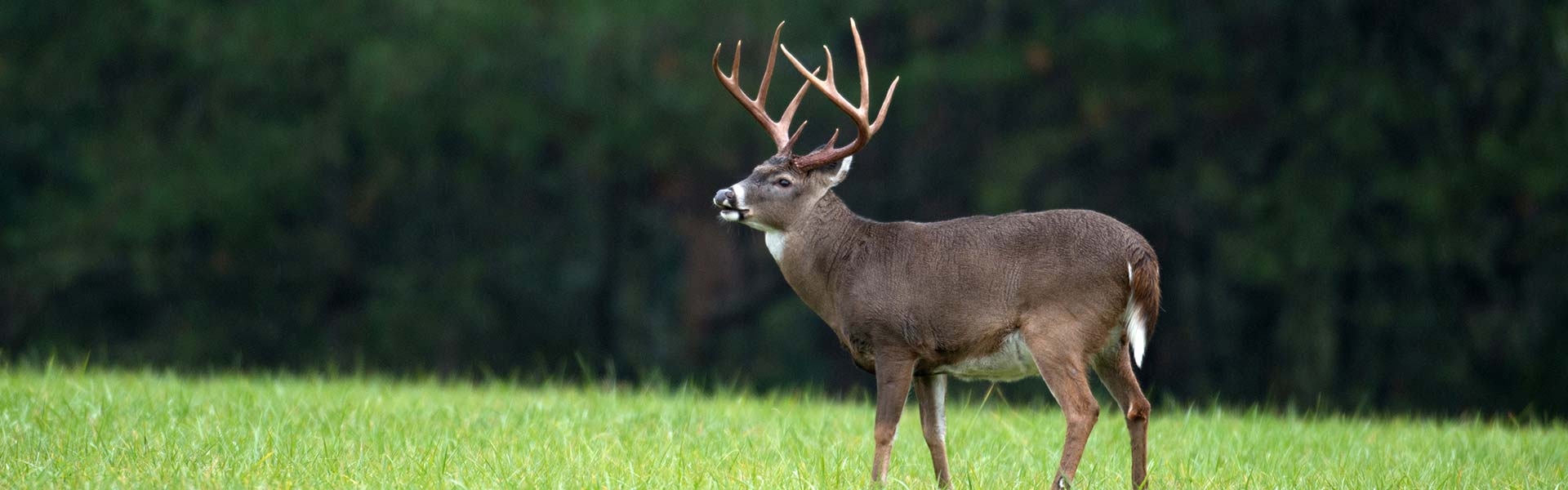 Mississippi Whitetail Deer Hunts