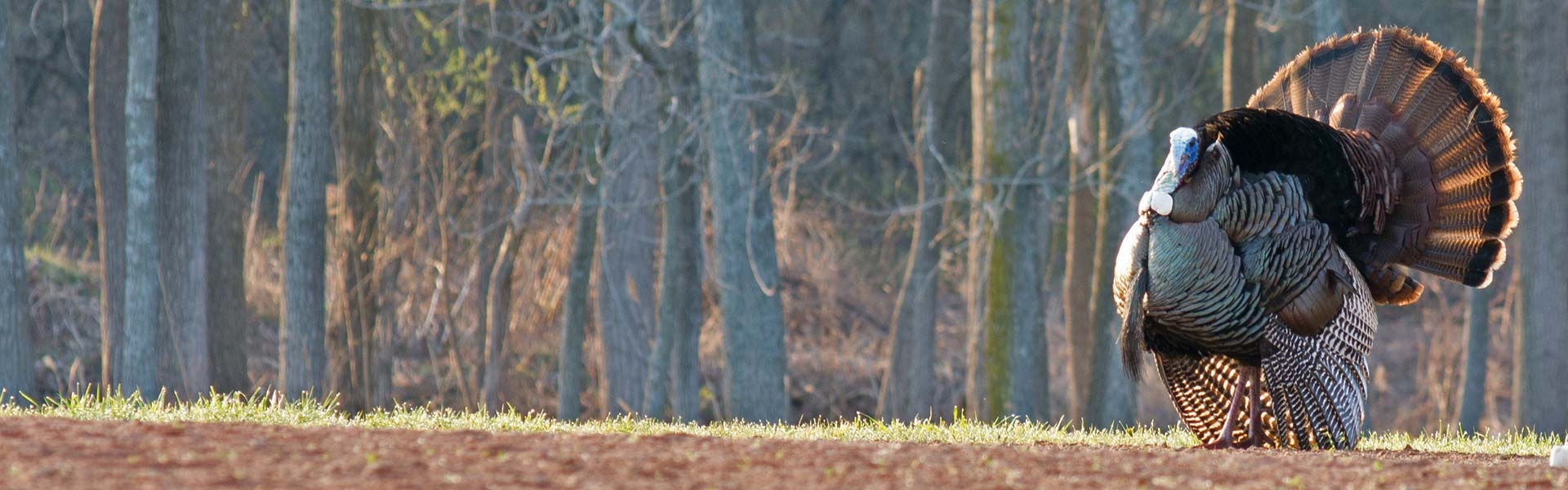 Mississippi Eastern Wild Turkey Hunts