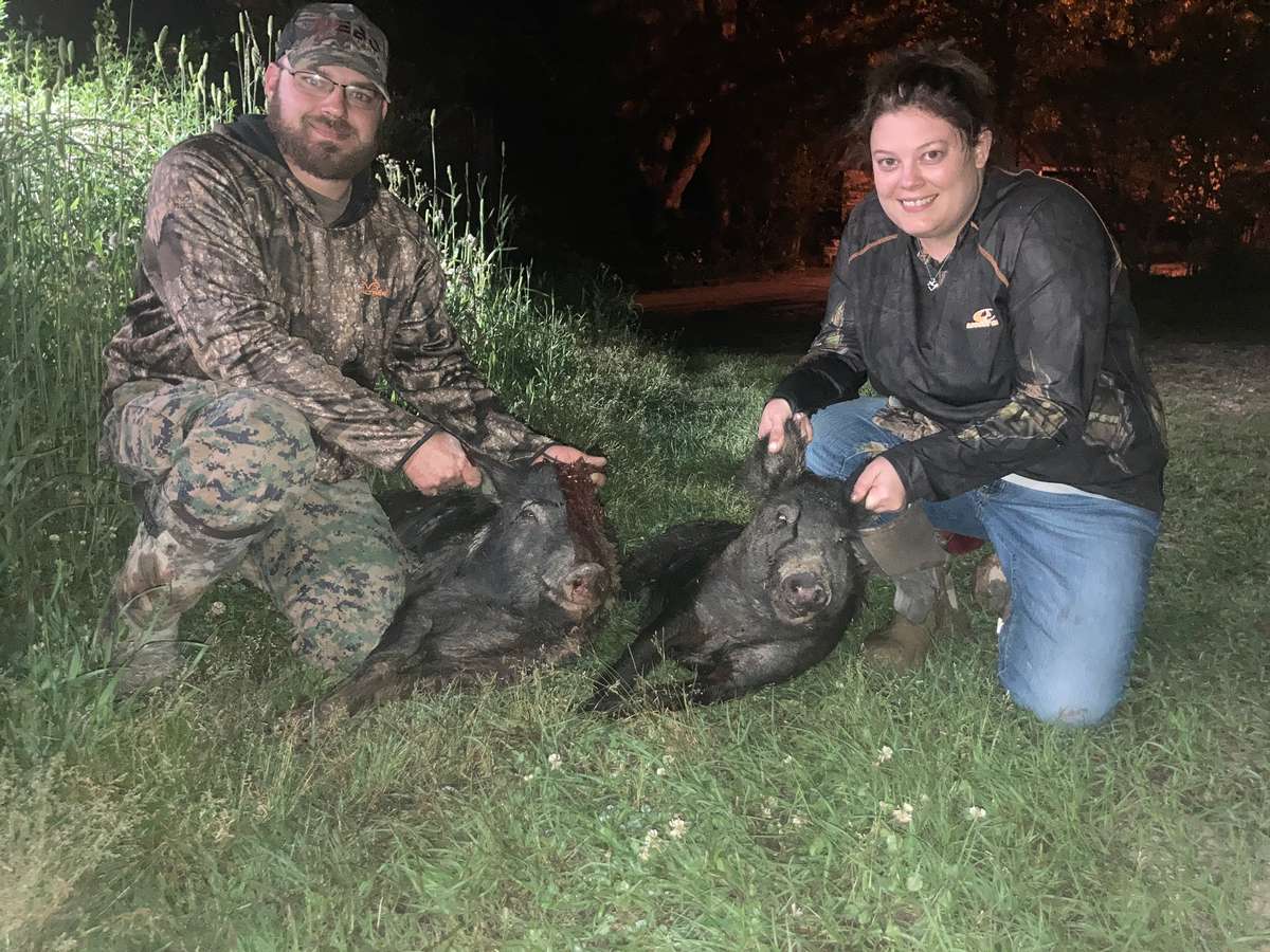 hog hunts