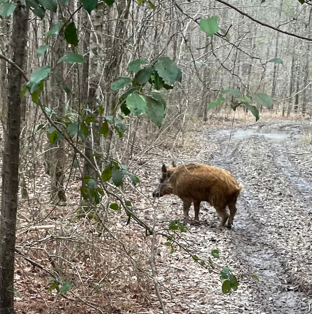 hog on road