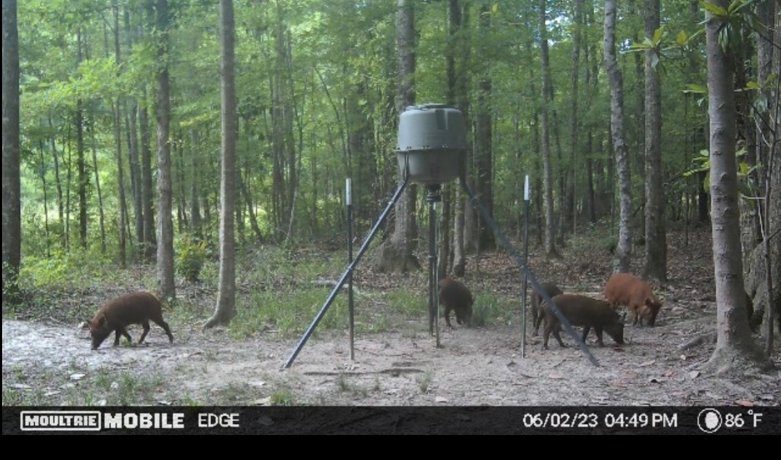 photo at feeder
